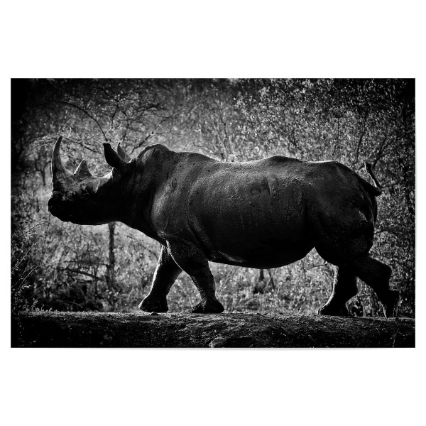 Poster 30x20 cm "Stolzer Dickhäuter" artboxONE - Tiere,Schwarzweiß,Reise / Afrika