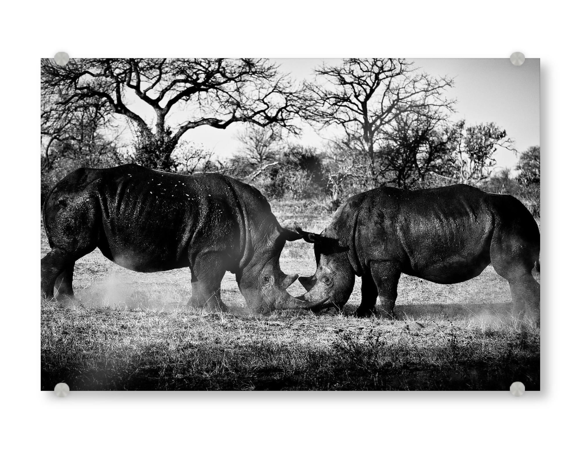 Acrylglasbild "Dinnieren" artboxONE - Tiere,Schwarzweiß,Reise / Afrika - Afrika,Rhinos,Steppe,Eating,Essen,Wüste,Büsche,Animals,Tiere