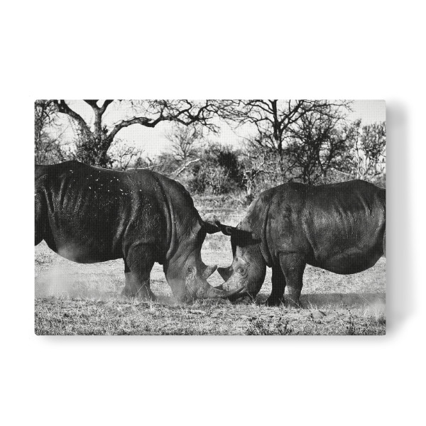Leinwandbild "Dinnieren" artboxONE - Tiere,Schwarzweiß,Reise / Afrika - Afrika,Rhinos,Steppe,Eating,Essen,Wüste,Büsche,Animals,Tiere