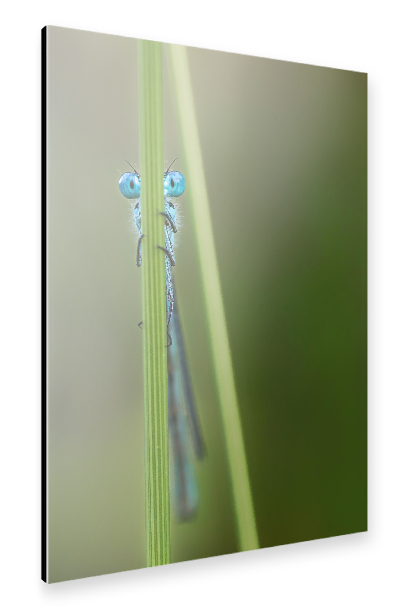 Alu-Dibond "Libelle No. 3" 30x20 cm artboxONE