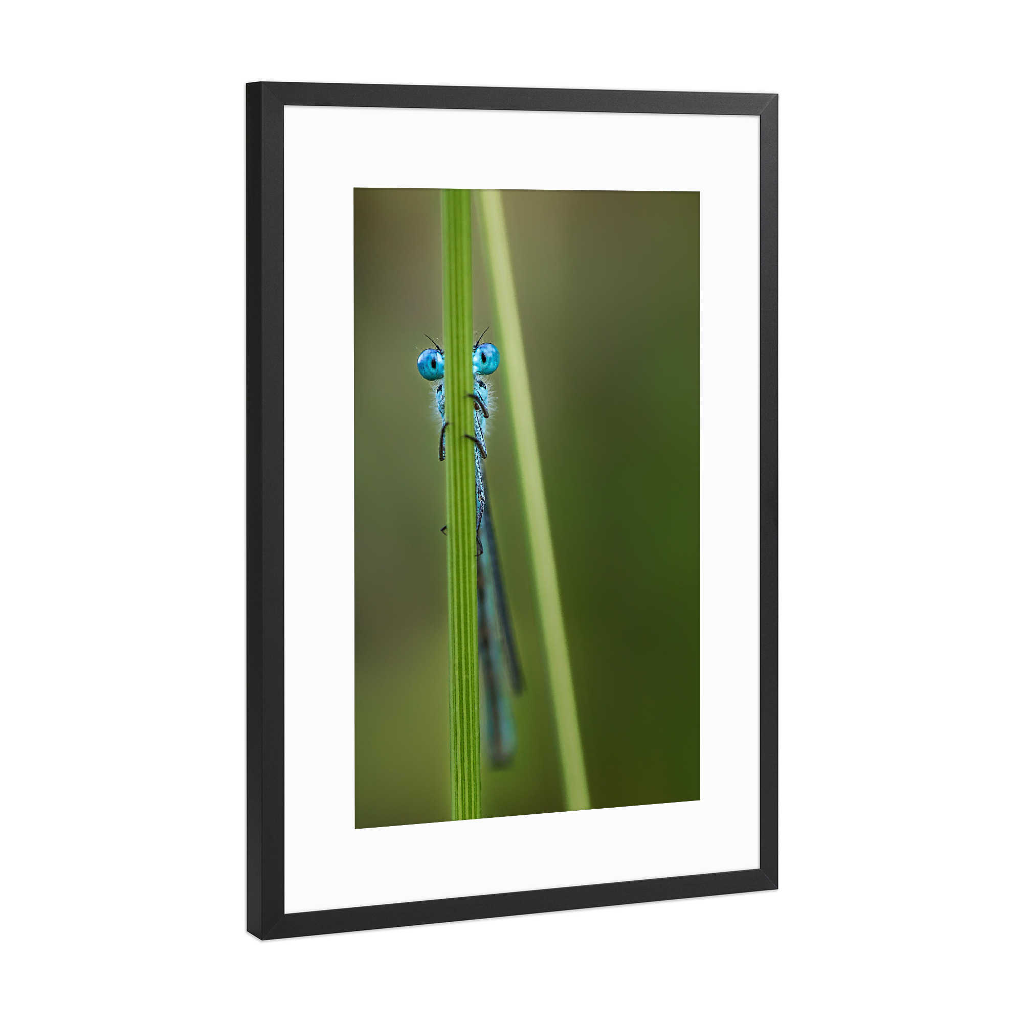 Poster mit Rahmen Schwarz (Metallic) "Libelle No. 3" artboxONE - Tiere - Insekt,Wild,Klein,Gras,Fliegen,Krabbeln,Käfer
