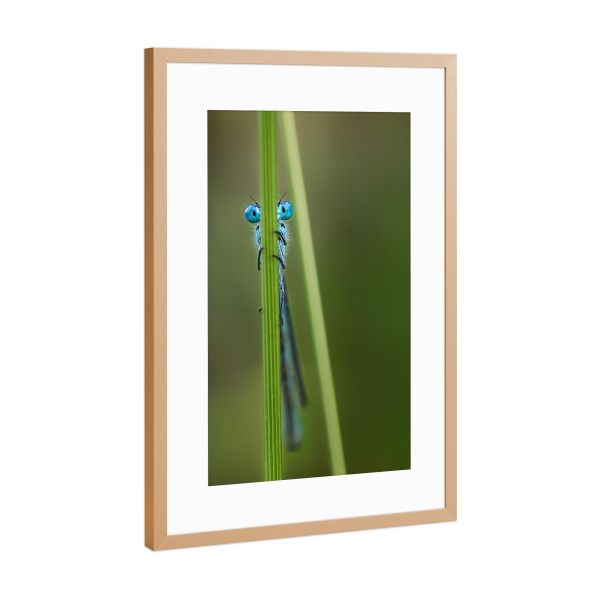 Poster mit Rahmen Kupfer "Libelle No. 3" artboxONE - Tiere - Insekt,Wild,Klein,Gras,Fliegen,Krabbeln,Käfer
