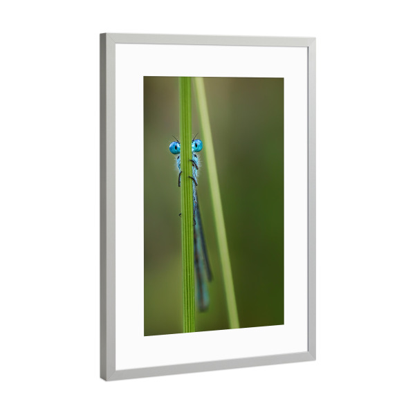 Poster mit Rahmen Silber "Libelle No. 3" artboxONE - Tiere - Insekt,Wild,Klein,Gras,Fliegen,Krabbeln,Käfer