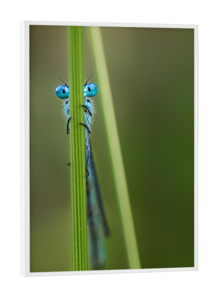 Poster mit weißem Rahmen "Libelle No. 3" artboxONE - Tiere - Insekt,Wild,Klein,Gras,Fliegen,Krabbeln,Käfer