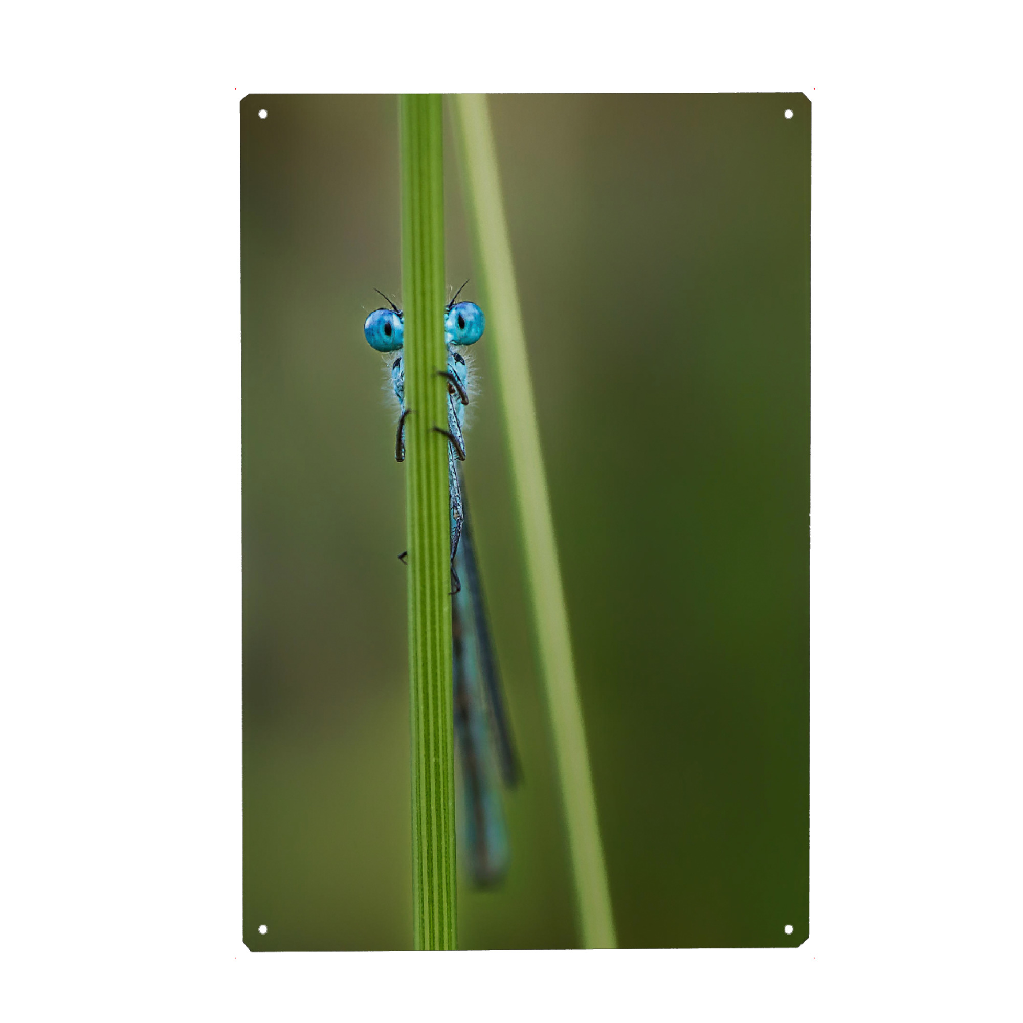 Metall Poster "Libelle No. 3" artboxONE - Tiere - Insekt,Wild,Klein,Gras,Fliegen,Krabbeln,Käfer - Blechschild