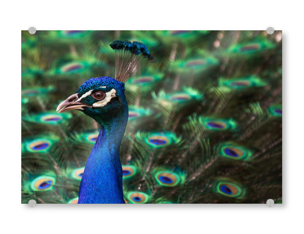 Acrylglasbild "Pfau" artboxONE - Tiere,Geometrie - Vogel,Schönheit,Muster,Portrait,Schimmer,Schein
