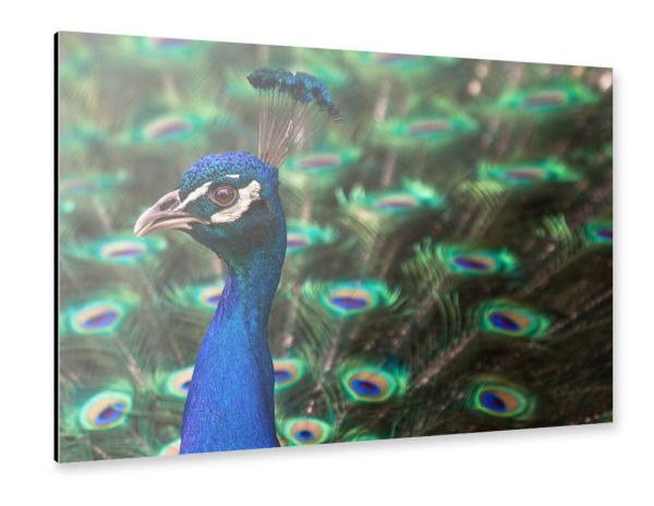 Alu-Dibond "Pfau" 30x20 cm artboxONE