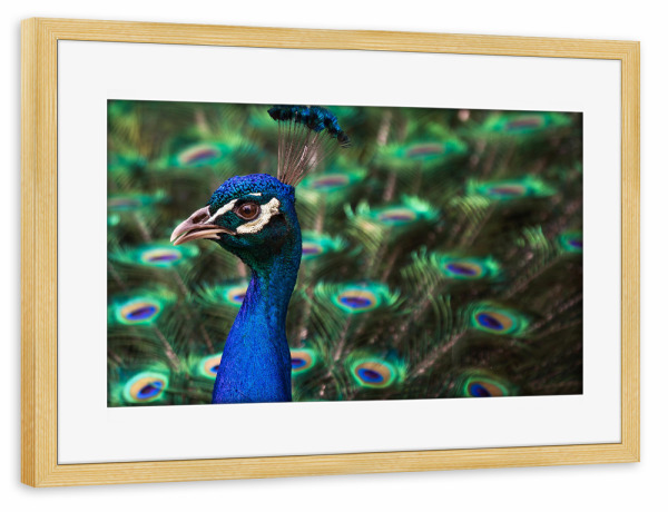 Poster mit Rahmen kiefer "Pfau" artboxONE - Tiere,Geometrie - Vogel,Schönheit,Muster,Portrait,Schimmer,Schein