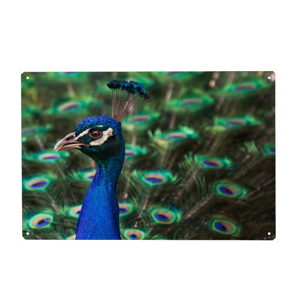 Metall Poster "Pfau" artboxONE - Tiere,Geometrie - Vogel,Schönheit,Muster,Portrait,Schimmer,Schein - Blechschild