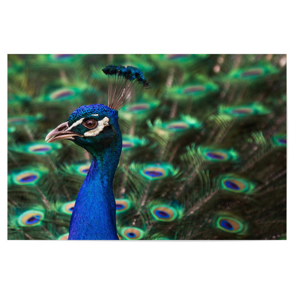 Poster "Pfau" artboxONE - Tiere,Geometrie - Vogel,Schönheit,Muster,Portrait,Schimmer,Schein