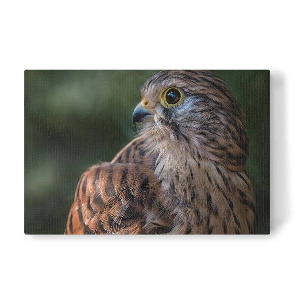 Leinwandbild "Turmfalke" artboxONE - Tiere - Vogel,Wildvogel,Adler,König,Luft,Wild