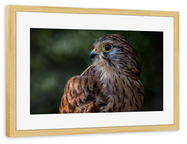 Poster mit Rahmen kiefer "Turmfalke" artboxONE - Tiere - Vogel,Wildvogel,Adler,König,Luft,Wild