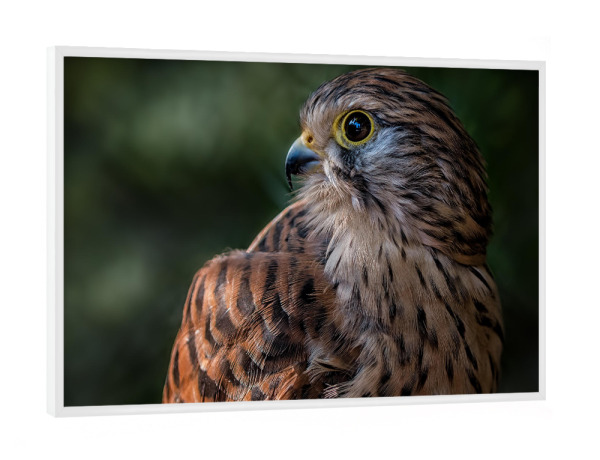 Poster mit weißem Rahmen "Turmfalke" artboxONE - Tiere - Vogel,Wildvogel,Adler,König,Luft,Wild