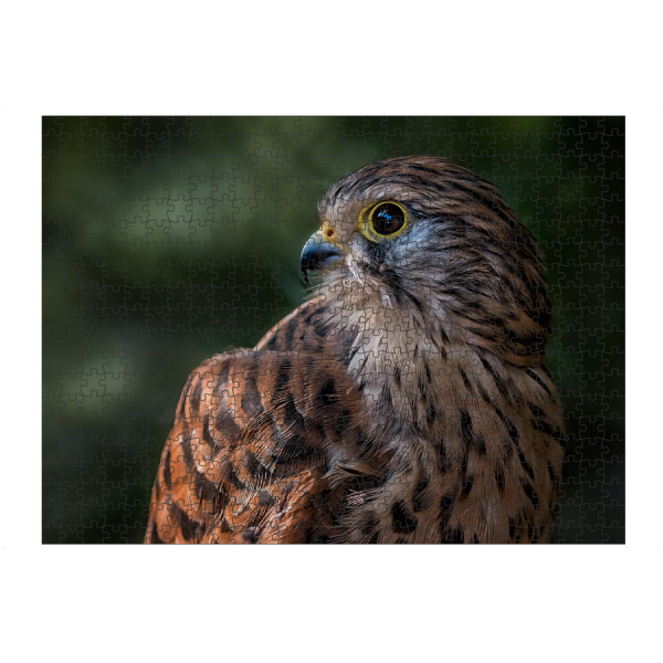 Puzzle Ravensburger "Turmfalke" artboxONE - Tiere - Vogel,Wildvogel,Adler,König,Luft,Wild - Bild Vogel