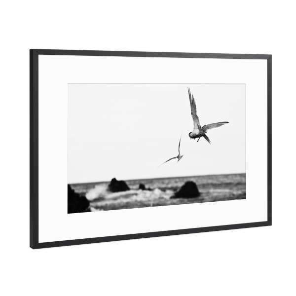 Poster mit Rahmen Schwarz (Metallic) "Möwen im Flug" artboxONE - Schwarzweiß