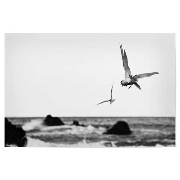 Poster 30x20 cm "Möwen im Flug" artboxONE - Schwarzweiß - See,Meer,Möwe,Möwen,Vogel,Vögel,Wellen,Maritim,Nordsee,Ostsee,Fels,Felsen,Brandung