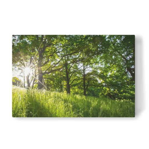 Morning forest