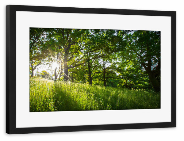 Poster mit Rahmen schwarz "Morning forest" artboxONE - Natur - Wald,Wiese,Sonnenschein,Natur