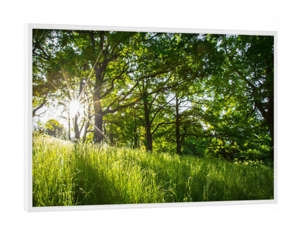 Poster mit weißem Rahmen "Morning forest" artboxONE - Natur - Wald,Wiese,Sonnenschein,Natur