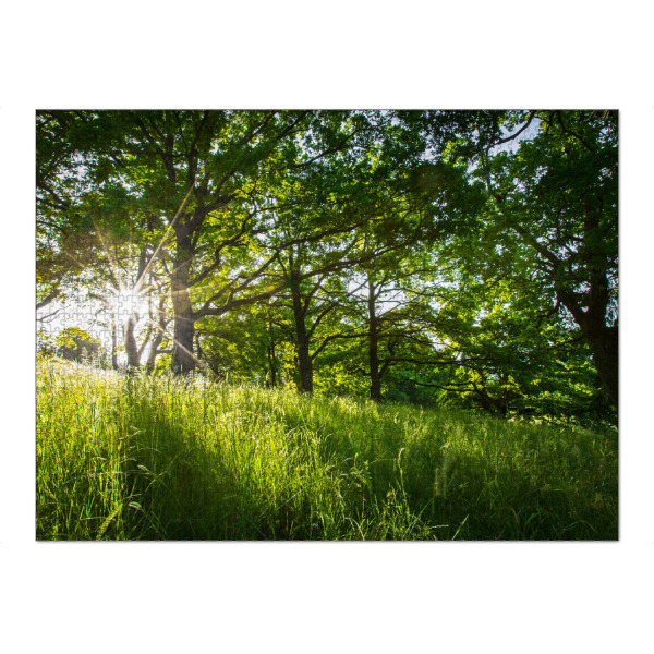 Puzzle Ravensburger "Morning forest" artboxONE - Natur - Wald,Wiese,Sonnenschein,Natur - Bild wald