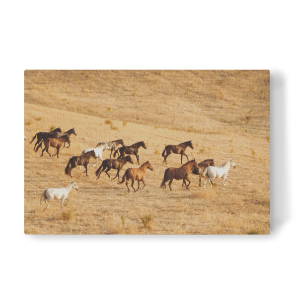 Leinwandbild "Rasende Pferde" artboxONE - Tiere - Asien,Steppe,Wildpferde,Natur,Peta
