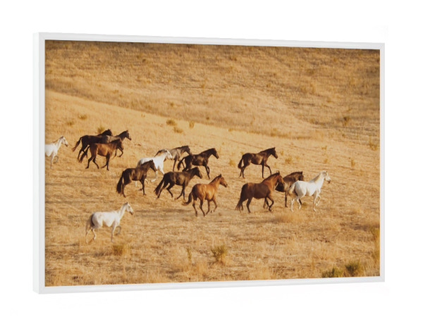 Poster mit weißem Rahmen "Rasende Pferde" artboxONE - Tiere - Asien,Steppe,Wildpferde,Natur,Peta