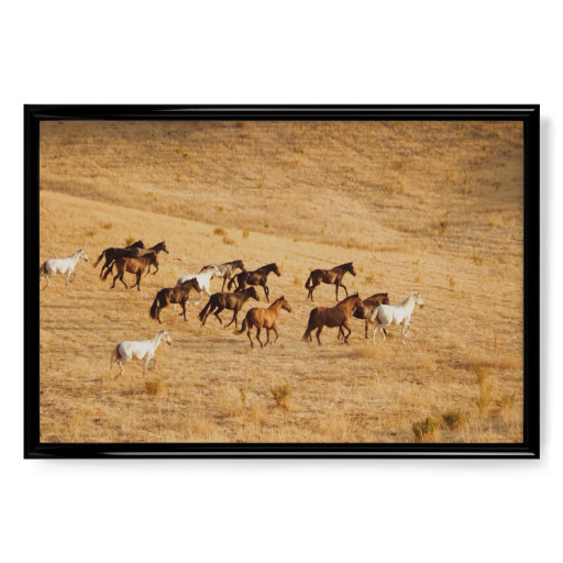 Furious horses