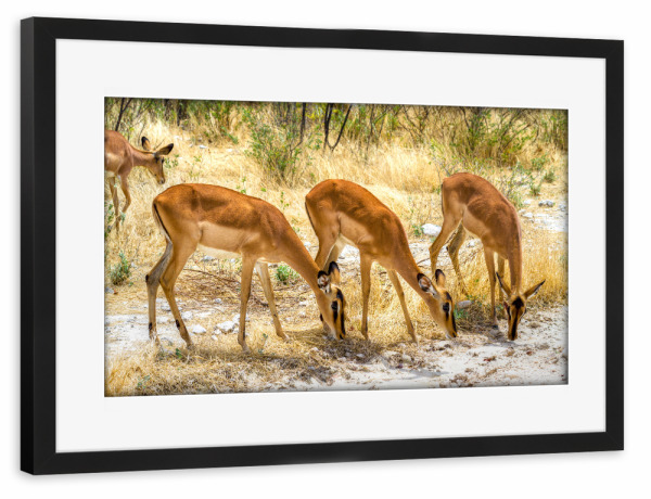 Poster mit Rahmen schwarz "Impala Antilope" artboxONE - Tiere,Reise / Afrika - Herde,Grasen,Tierliebe,Savanne,Steppe
