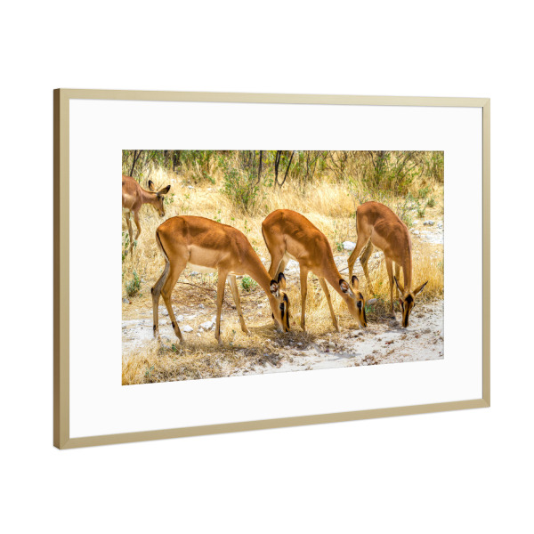 Poster mit Rahmen Gold "Impala Antilope" artboxONE - Tiere,Reise / Afrika - Herde,Grasen,Tierliebe,Savanne,Steppe