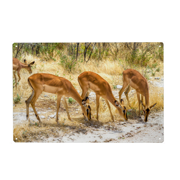 Holzbild "Impala Antilope" artboxONE - Tiere,Reise / Afrika - Herde,Grasen,Tierliebe,Savanne,Steppe