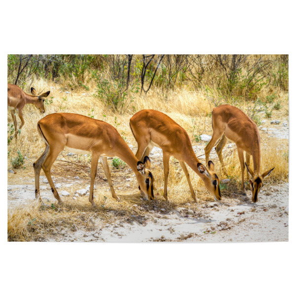 Poster 30x20 cm "Impala Antilope" artboxONE - Tiere,Reise / Afrika - Herde,Grasen,Tierliebe,Savanne,Steppe