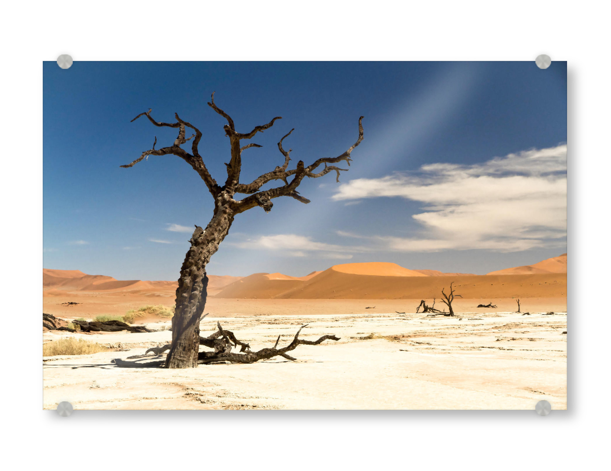 Acrylglasbild "Knorrig" artboxONE - Natur - Steppe,Dünen,Savanne,Baum,Ast,Himmel,Dürre