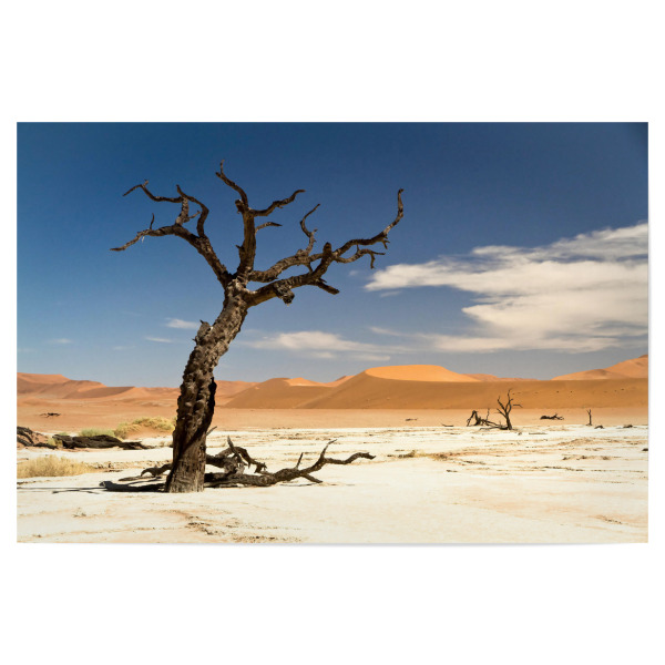 Poster 30x20 cm "Knorrig" artboxONE - Natur - Steppe,Dünen,Savanne,Baum,Ast,Himmel,Dürre