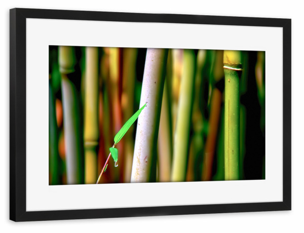 Poster mit Rahmen schwarz "Bamboo" artboxONE - Natur - Bambus,Buddha,Asien