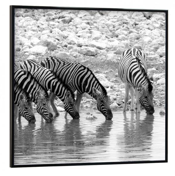 Poster mit schwarzem Rahmen 30x30 cm "Zebras in line" artboxONE - Natur,Tiere,Schwarzweiß - Steppe,Herde,Zebrastreifen,Kinderzimmer,Zehn,Tierliebe