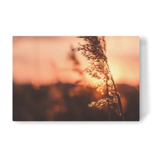 Leinwandbild "Schilf" artboxONE - Natur - Tiefenschärfe,Schärfentiefe,Schiefentärfe,Gerste,Getreide,Sonnenuntergang,Wiese,Feld,Horizont