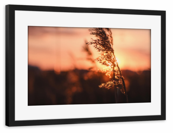 Poster mit Rahmen schwarz "Schilf" artboxONE - Natur - Tiefenschärfe,Schärfentiefe,Schiefentärfe,Gerste,Getreide,Sonnenuntergang,Wiese,Feld,Horizont
