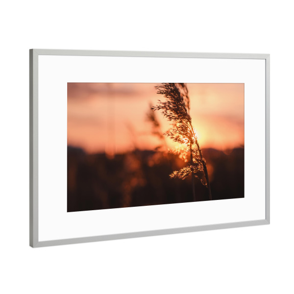 Poster mit Rahmen Silber "Schilf" artboxONE - Natur - Tiefenschärfe,Schärfentiefe,Schiefentärfe,Gerste,Getreide,Sonnenuntergang,Wiese,Feld,Horizont