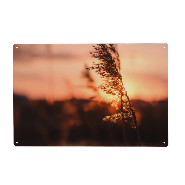 Metall Poster "Schilf" artboxONE - Natur - Tiefenschärfe,Schärfentiefe,Schiefentärfe,Gerste,Getreide,Sonnenuntergang,Wiese,Feld,Horizont