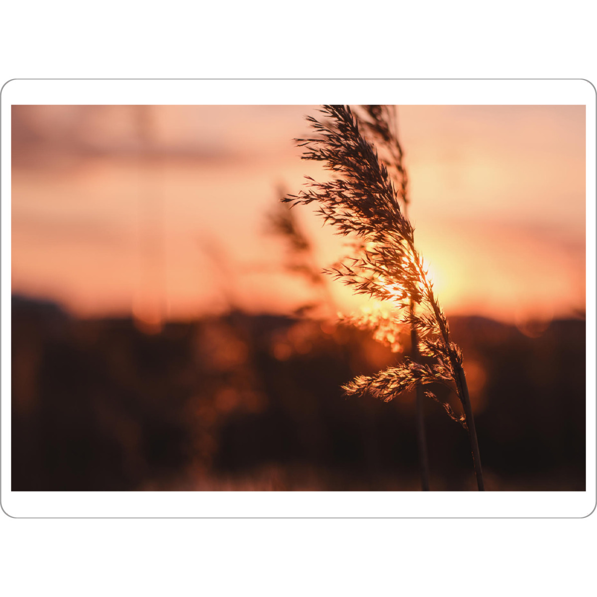 Tischset "Schilf" artboxONE - Natur - Tiefenschärfe,Schärfentiefe,Schiefentärfe,Gerste,Getreide,Sonnenuntergang,Wiese,Feld,Horizont