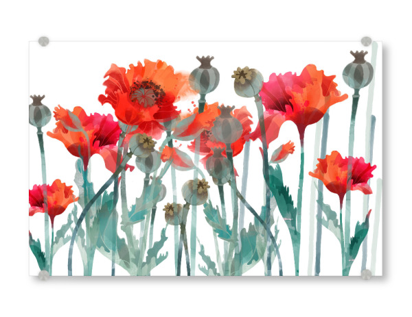 Acrylglasbild "Mohnfeld" artboxONE - Floral - Blumen,Frühsommer,Klatschmohn,Kapsel