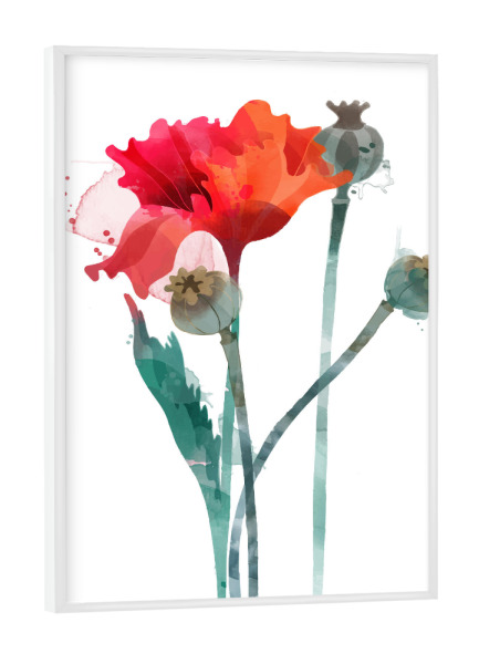 Poster mit weißem Rahmen "Mohnblumen III" artboxONE - Floral - Blumen,Frühsommer,Klatschmohn,Kapsel