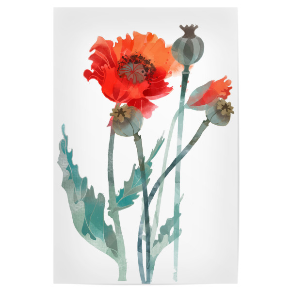 Poster 30x20 cm "Mohnblumen I" artboxONE - Floral - Blumen,Frühsommer,Klatschmohn,Kapsel