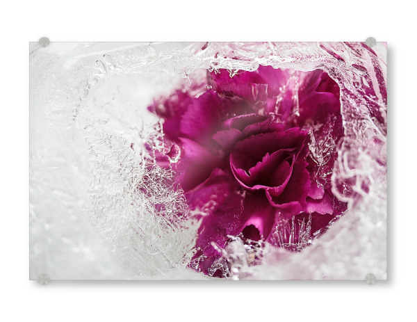 Acrylglasbild "Icebound" artboxONE - Natur - Stieg,Eis,Eisrose,Eisig,Eiskristalle,Gefroren,Gefroren,Winter,Rose,Rosé,Flotter,Blume