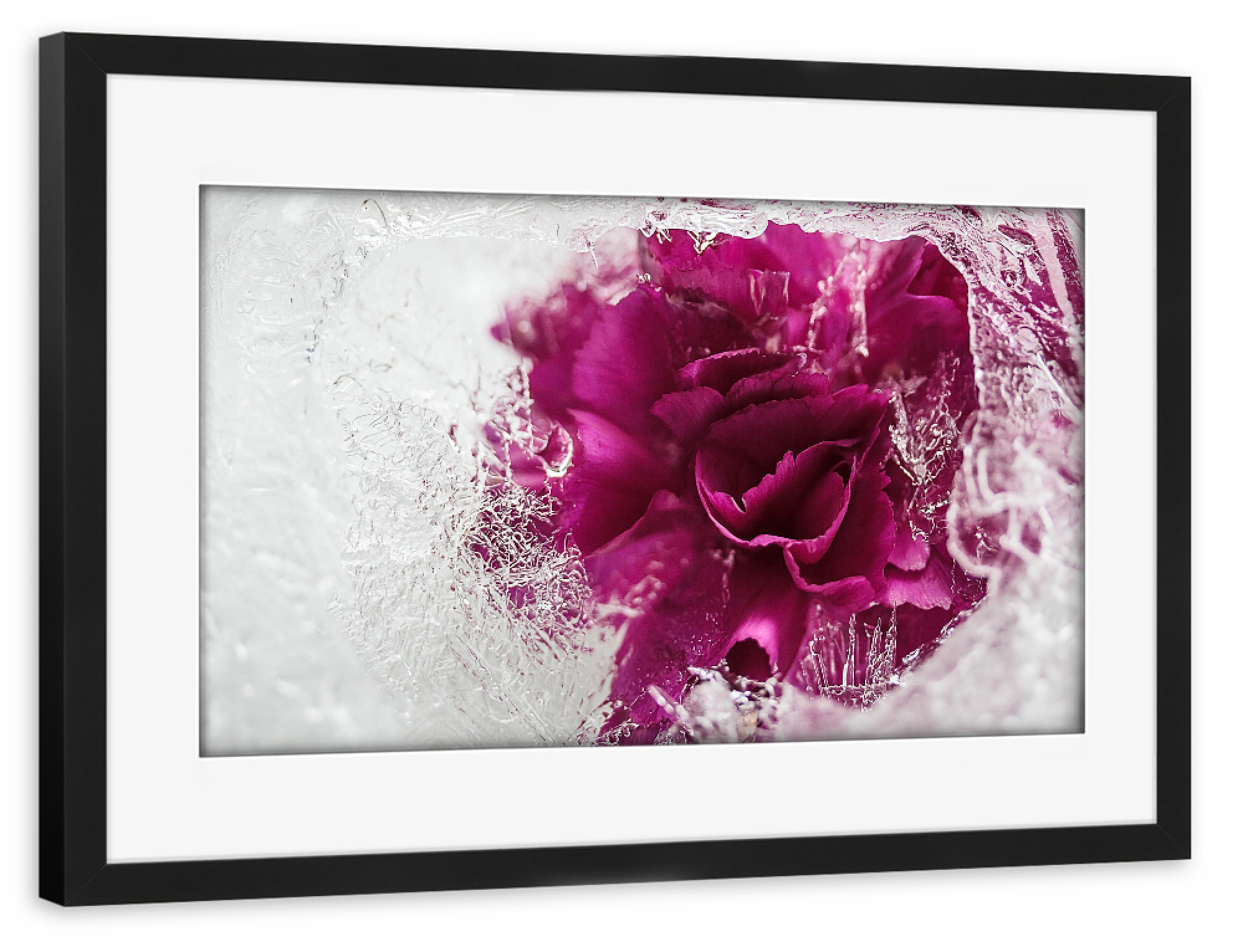Poster mit Rahmen schwarz "Icebound" artboxONE - Natur - Stieg,Eis,Eisrose,Eisig,Eiskristalle,Gefroren,Gefroren,Winter,Rose,Rosé,Flotter,Blume
