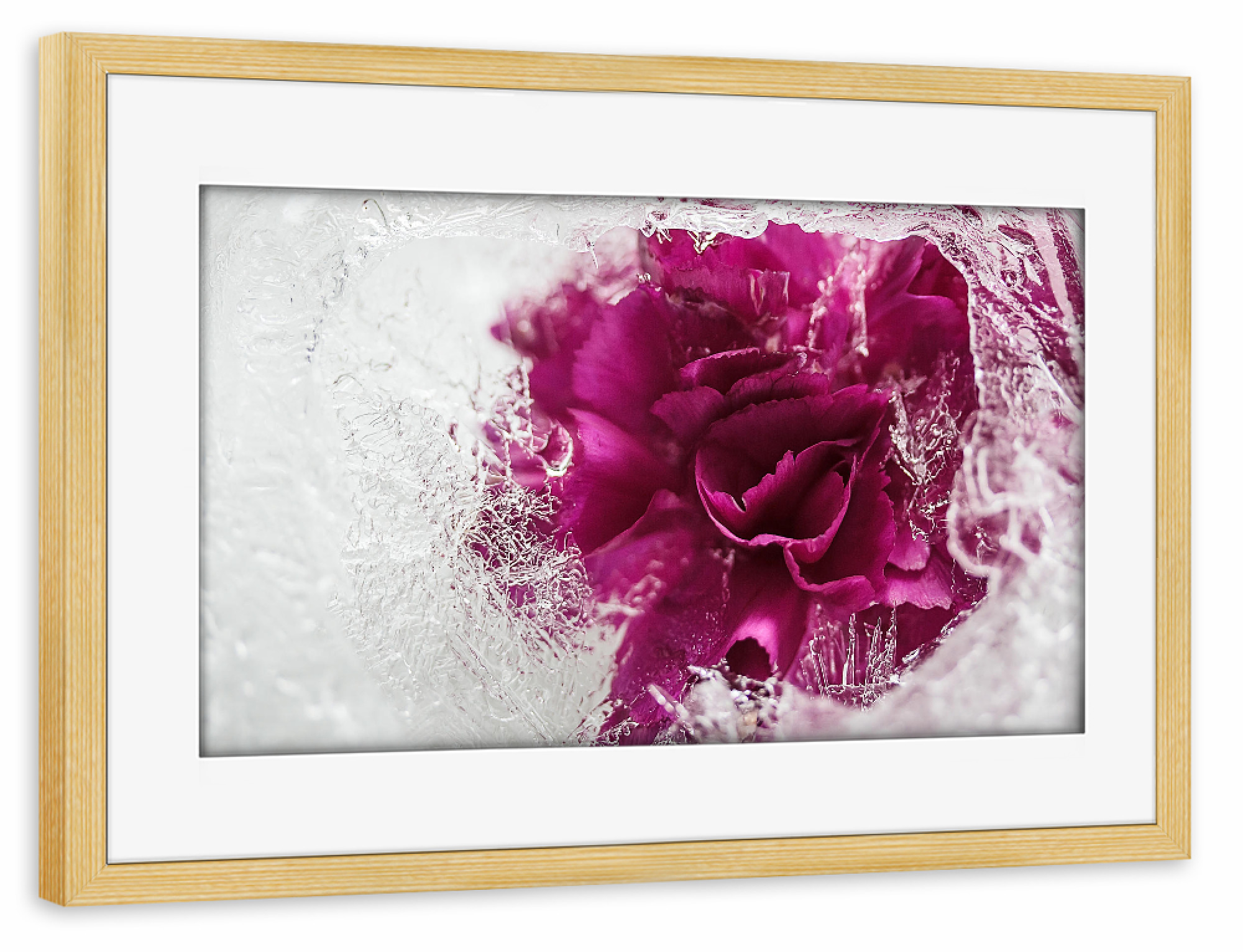 Poster mit Rahmen kiefer "Icebound" artboxONE - Natur - Stieg,Eis,Eisrose,Eisig,Eiskristalle,Gefroren,Gefroren,Winter,Rose,Rosé,Flotter,Blume