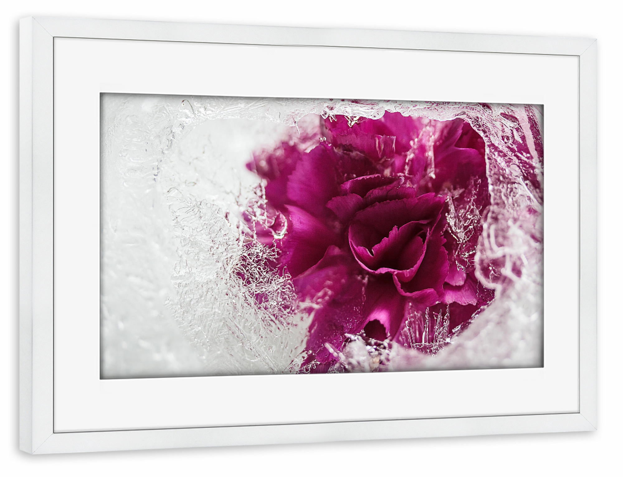 Poster mit Rahmen weiß "Icebound" artboxONE - Natur - Stieg,Eis,Eisrose,Eisig,Eiskristalle,Gefroren,Gefroren,Winter,Rose,Rosé,Flotter,Blume