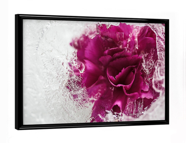 Poster mit schwarzem Rahmen "Icebound" artboxONE - Natur - Stieg,Eis,Eisrose,Eisig,Eiskristalle,Gefroren,Gefroren,Winter,Rose,Rosé,Flotter,Blume