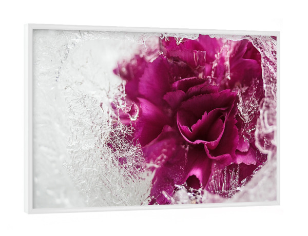 Poster mit weißem Rahmen "Icebound" artboxONE - Natur - Stieg,Eis,Eisrose,Eisig,Eiskristalle,Gefroren,Gefroren,Winter,Rose,Rosé,Flotter,Blume