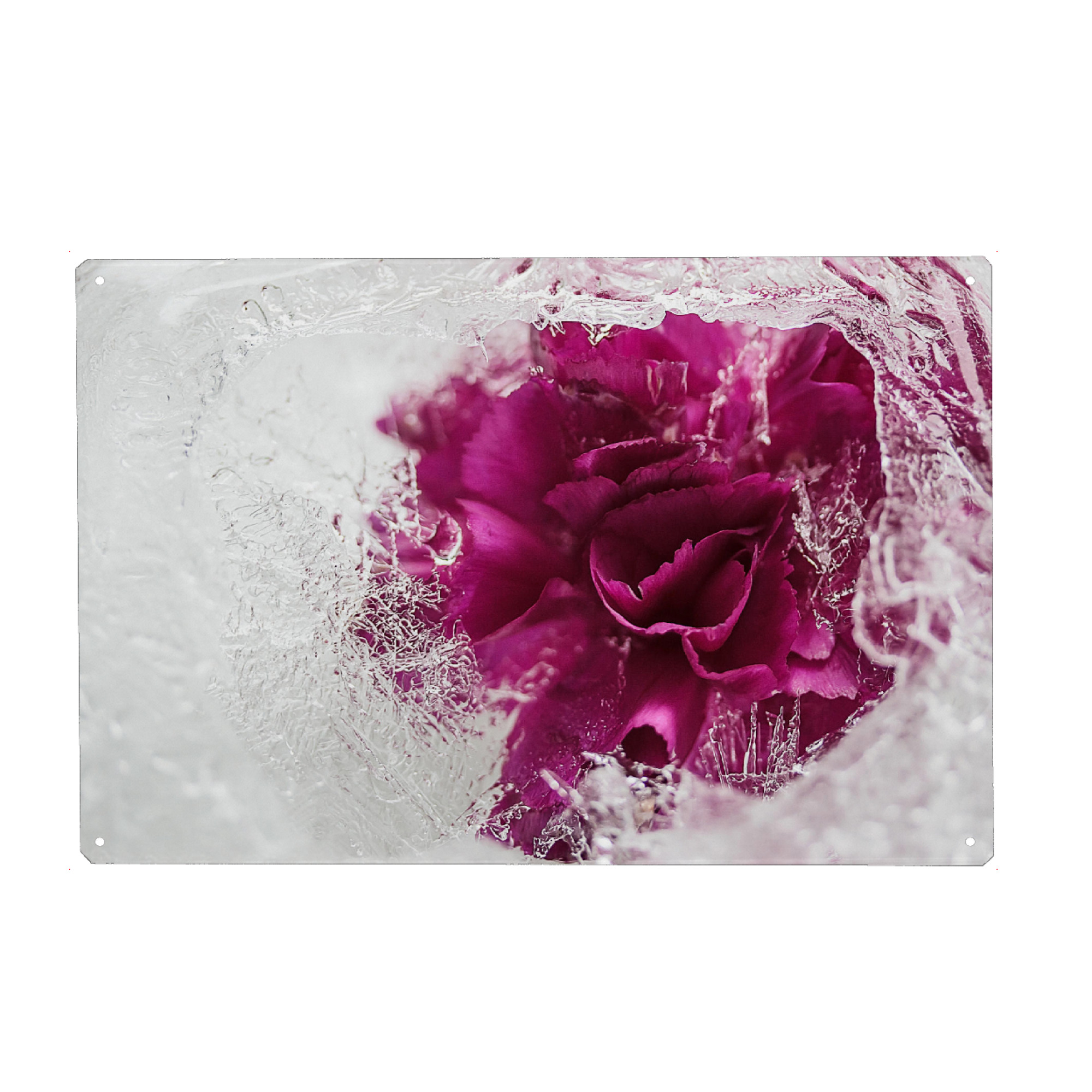 Holzbild "Icebound" artboxONE - Natur - Stieg,Eis,Eisrose,Eisig,Eiskristalle,Gefroren,Gefroren,Winter,Rose,Rosé,Flotter,Blume